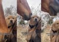 Golden Retriever Puppy Reacts to Horse Coming Near Her in Adorable Video