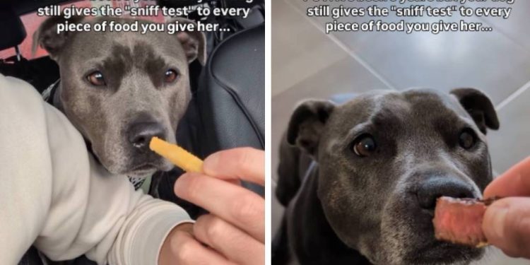 Video: Dog ‘Sniff Tests’ Everything Owner Gives Her to Eat