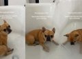 This Dog’s Reaction to Bath Time Is Unlike Anything You’ve Ever Seen