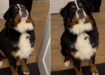 Video Show What It’s Like to Reason With a ‘Teenage’ Dog