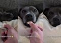 Video Shows the Right Way to Summon This Staffy