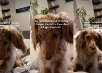 Video: Tiny Dog’s Temper Tantrum Is More Cute Than Chaotic