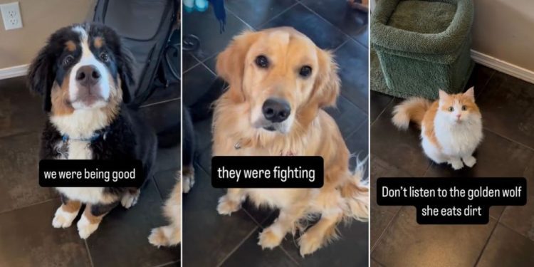 Video: Dogs & Cat Stop Fighting the Moment They’re Caught