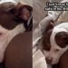 American XL Bully Hides Behind His Pillow Fort in Adorable Video
