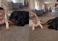 Video: Dog & Baby Are in Perfect Sync When They Flop