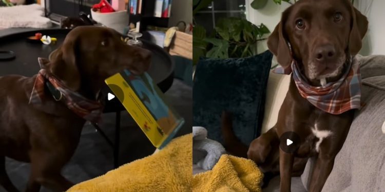 Video: Dog Never Misses Book Reading Ritual at Day’s End
