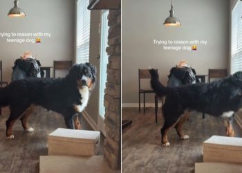 Teenage Dog Proves Mom’s Point Why Reasoning With Him Is off the Table