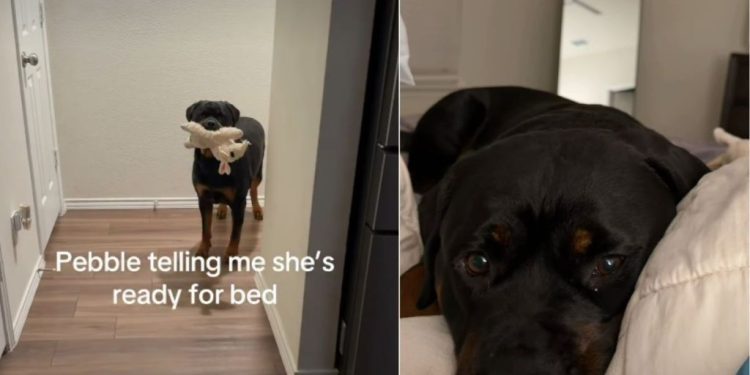 Rottweiler Has a Unique Way of Signaling She’s Ready for Bed
