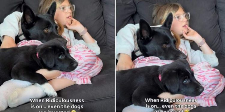 Dog & Puppy Are Fully Invested in What’s on TV