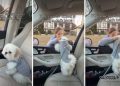 Dog Reacts When Owner Drops ‘Favorite Human’ at Dad’s House