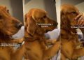 Golden Retriever Holds Banana in His Mouth for 20 Minutes After First Taste