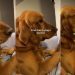 Golden Retriever Holds Banana in His Mouth for 20 Minutes After First Taste