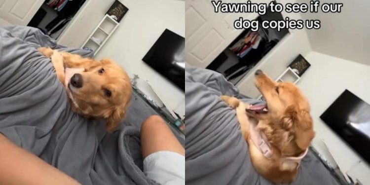 Golden Retriever Surprises Owner by Copying Their Yawn