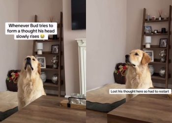Video: This Is What Happens When Dog Tries To Form a Thought