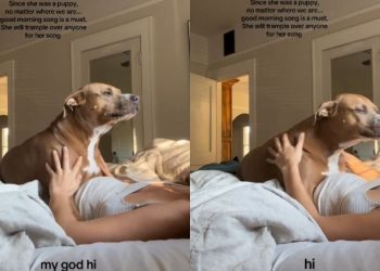 Video: Dog’s Day Starts off With ‘Good Morning’ Song From Owner