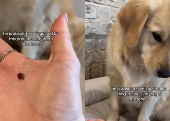 Golden Retriever Is ‘Absolutely Disgusted’ by a Crawling Ladybug
