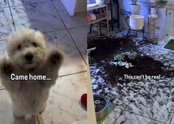 Video: Dogs Leave Owner Speechless After They Check Camera at Work