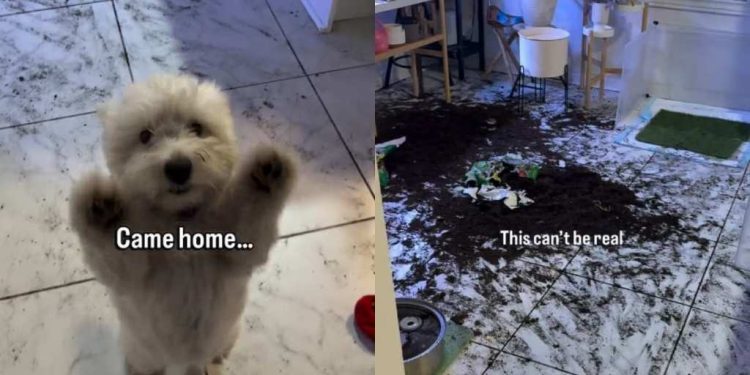 Video: Dogs Leave Owner Speechless After They Check Camera at Work