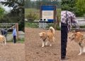 Video: Dog’s Face Adorably Changes After He Finds Dad