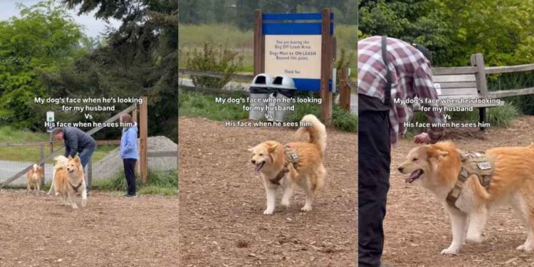 Video: Dog’s Face Adorably Changes After He Finds Dad