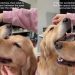 Video: Golden Retrievers Enjoying ‘Scratchies’ Steals Hearts