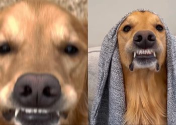 Video: Owner Captures Golden Retriever’s Unique ‘Best Smiles’
