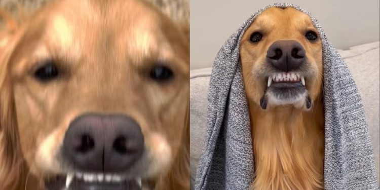 Video: Owner Captures Golden Retriever’s Unique ‘Best Smiles’