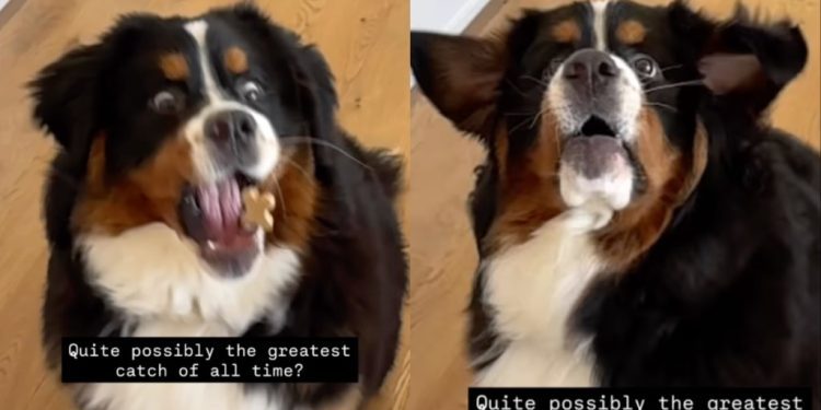 Dog Probably Took the ‘Greatest Catch of All Time’ in Video