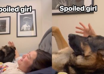 Dog Brings Owner’s Hand Back to Her Head for More Scratches