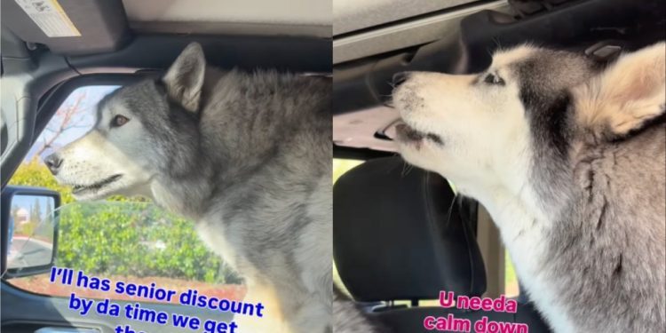 Video: Huskies Grow Impatient Waiting in Drive-Thru Traffic