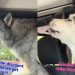 Video: Huskies Grow Impatient Waiting in Drive-Thru Traffic