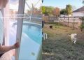 Dogs Experience Backyard Life for First Time — Their Reactions Are Priceless