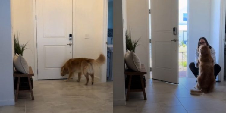 Golden Retriever’s Reunion With Mom After Hours Apart Is Priceless