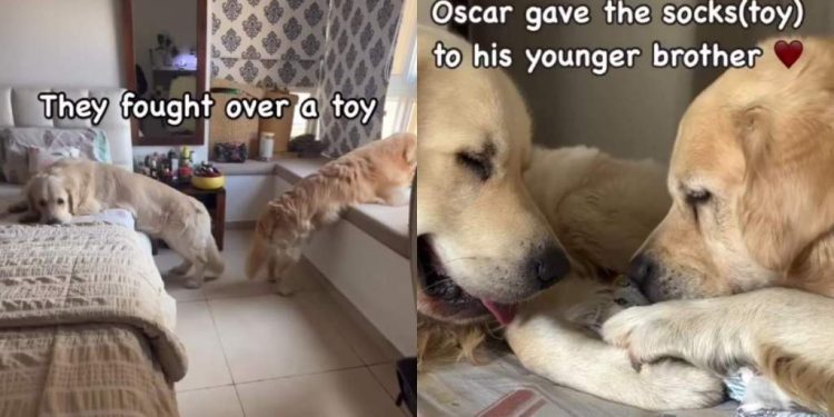 Video: Dog Siblings Make up Quickly After Fight Over Toy