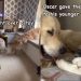 Video: Dog Siblings Make up Quickly After Fight Over Toy