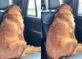 Golden Retriever Turns Her Back on Owner To Express Her Displeasure
