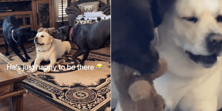 Labrador Stays Calm as Two Dogs Fight in Funny Video