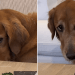 Golden Retriever’s Sad Act Every Time Owners Eat Will Totally Trick You