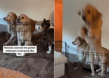 Video: Golden Retriever Pulls Off Big Jump Over Gate to Couch