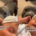 Pit Bull Does His Job as Newborn Baby’s ‘First Bodyguard’
