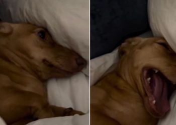 Video: Dog Is Just Not Ready to Get Out of Bed on a Sunday