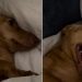 Video: Dog Is Just Not Ready to Get Out of Bed on a Sunday