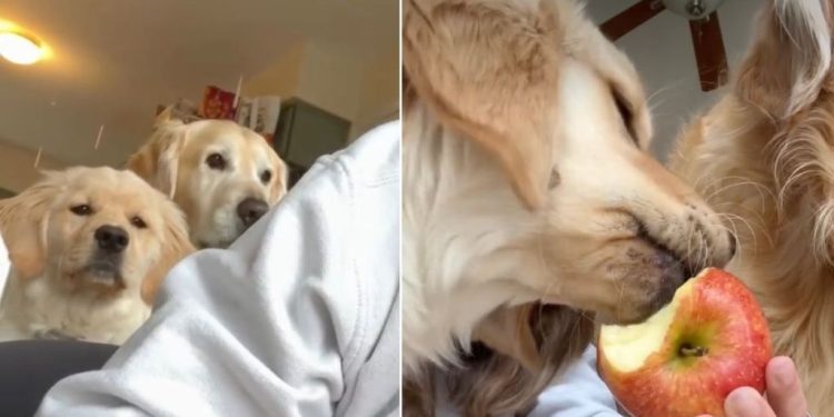 Golden Retrievers Slowly Surround Owner When She Eats