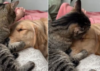 Video: Cat Holds Golden Retriever Close & Showers With Kisses