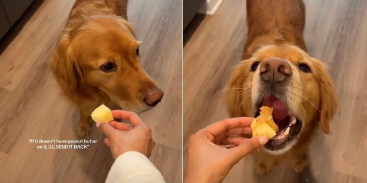 Video: Picky Golden Retriever Likes Apples in Specific Way