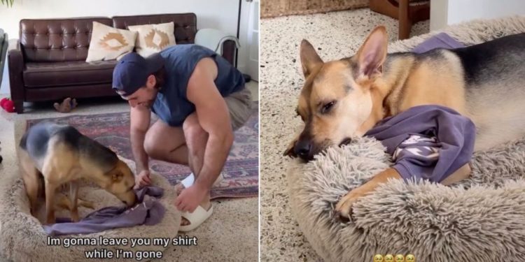 Video: Rescue Pup Sleeps With Owner’s Shirt While He Is Not Home