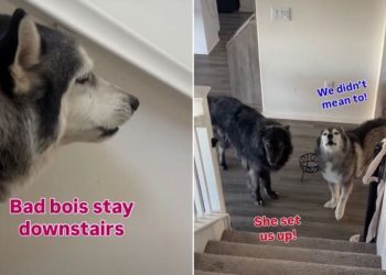 Dogs Avoid Furry Sister After Stealing Her Treats