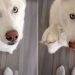 Owner Matches Outfit With Husky in Cute Video