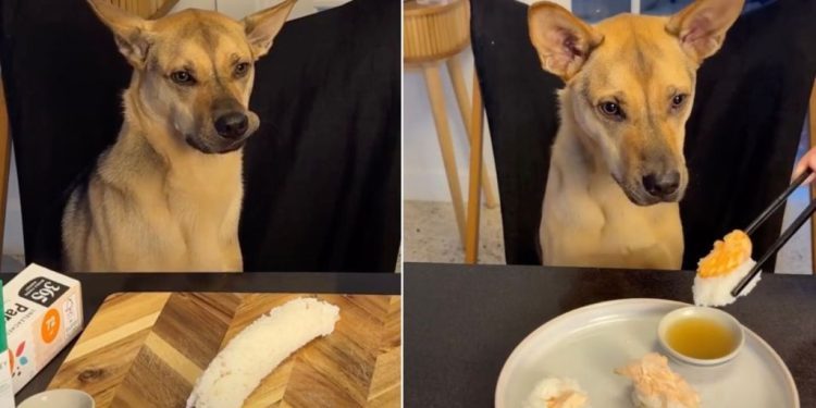 Video: Rescue Pup Gets Curious About Dad Making Him Sushi