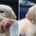 Video: Golden Retriever Puppy Focused on Chewing Despite Hiccups